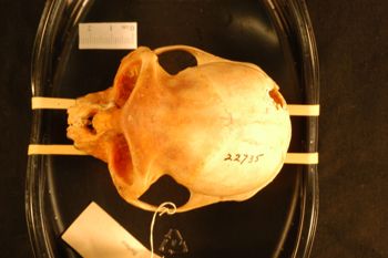 Media type: image;   Mammalogy 22735